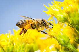 Honey bees are the heroes of pollination efforts for modern agriculture. Save The Bees Greenpeace Usa