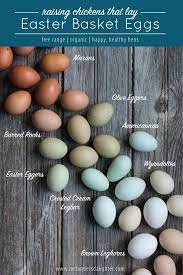 Raising Chickens That Lay Easter Basket Eggs Egg Laying Chickens Chickens Backyard Raising Chickens
