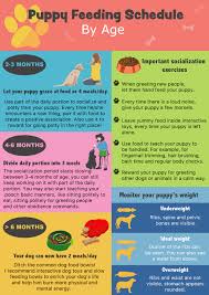 Puppy Feeding Schedule Look At The Chart Follow The Tips