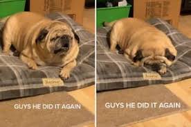 Maybe you would like to learn more about one of these? Pugs
