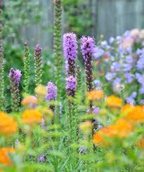 Dense Blazing Star Or Prairie Gayfeather Liatris Spicata Is Native To Meadows And Marsh Margins In Eastern North Ame Plants Asclepias Tuberosa Purple Clematis