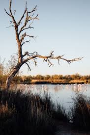 La Camargue Solaire Sauvage Et Un Peu Magique Aussi Hellolaroux Camargue Parc Ornithologique Vacances Septembre