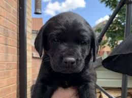Stunning kc registered pedigree fox red labrador puppies from working lines. Pedigree Kc Registered Labrador Retriever Puppies In Thetford Norfolk Born 04 06 19