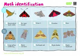 Moth Identification The Wildlife Trusts
