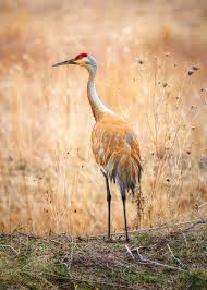 Florida sandhill cranes (grus canadensis pratensis), a subspecies of sandhill crane, photographed at great plains zoo in sioux falls, south dakota. Sandhill Crane Pictures Download Free Images On Unsplash