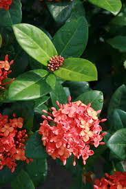 Image result for Ixora coccinea