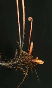 Image result for Cyclosorus striatus