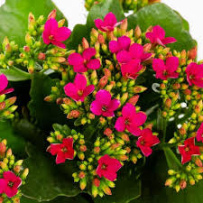 Image result for Kalanchoe calandiva
