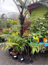 Image result for Cyathea thomsonii