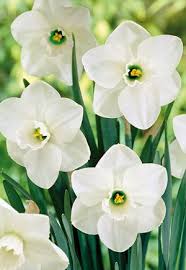 Narcissus Narcissus Large Cupped Misty Glen From Netherland Bulb Daffodil Bulbs Daffodil Flower Bulb Flowers