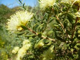 Image result for Melaleuca sp. A (Biegel 5741)