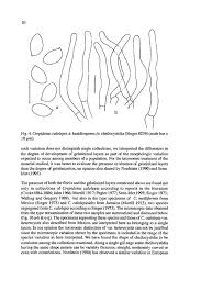 Image result for Melinis macrochaeta