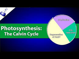 Occuring in several complex steps, photosynthesis is a rate limited reaction, depends on several factors including carbon dioxide concentration, ambient temperature and light intensity; Photosynthesis Definition Equation Steps Process Diagram