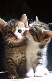 Pin On Too Cute