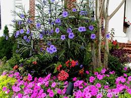 Mexican Petunia Ruellia Simplex Purple Showers And Petunia Diy Garden Landscape Plans Gnome Garden