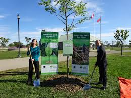 Best trees for street planting. Canadian City Prices 150 Local Trees For National Tree Day Stormwater Report