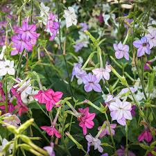 Image result for Nicotiana