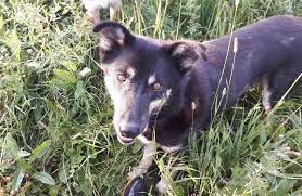 Maybe you would like to learn more about one of these? Blog Dog Training With Kristi Benson