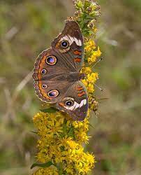 Buckeye On Roan Mountain Goldenrod Beautiful Butterflies Butterfly Fairy Butterflies Flying