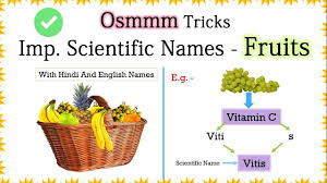 Scientific Names Of Fruits Tricks With English And Hindi Names For Any Entrance Exam Mnemonics Scientific Names