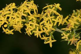 Image result for Galium verum