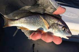 Big Speckled Trout Find These Morsels To Be Irresistible This Is How To Rig A Live Croaker Trout Fishing Rigs Inshore Fishing
