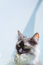 Black And White Cat With Orange Eyes Cat T Shirt Store Update September T Shirts Showcase Cat T Shirt Store Green Eyed Cat Cat Aesthetic Gorgeous Cats