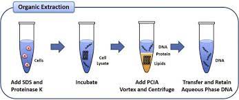 Phenol Chloroform Gdna Extraction Protocol Onelab