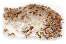 Dobol gel anti fourmis très attractif : Elevage De Fourmis Avec Fourmiliere Artificielle Fourmiculture