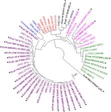 Establishing The Phenotypic Basis Of Adherent Invasive Escherichia Coli Aiec Pathogenicity In Intestinal Inflammation Biorxiv
