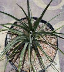 Image result for Pycnostachys coerulea