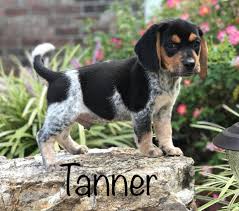 Beagle blue tick hound puppy. Facebook