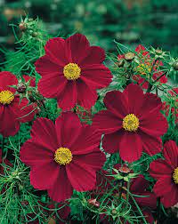 Cosmos Flower In Marathi Best Flower Wallpaper