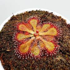 Image result for Drosera natalensis
