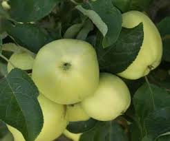 We did not find results for: White Transparent Apple Fruit Trees For Sale Order Online