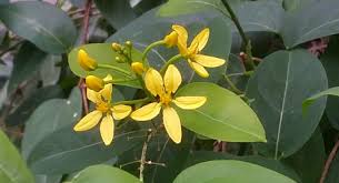 Image result for Tristellateia