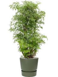 Image result for Polyscias kivuensis