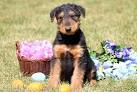 Airedale Terrier Puppies for Sale in Illinois