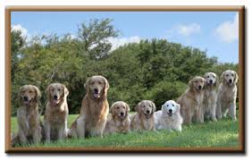 Maybe you would like to learn more about one of these? Austin Golden Retriever Club About Goldens