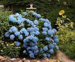 Planters of all sizes · your tomato growing hq · certified b corp Pruning Hydrangeas Plant Addicts