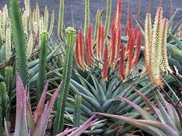 Our flagship publication, cactus and succulent journal, has been the leading publication of its kind since 1929. Succulent Nursery