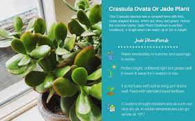 Crassula Ovata Or Jade Plant And Crassula Ovata Hybrids Like Crassula Ovata Gollum Jade Plants Low Light Succulents Plants