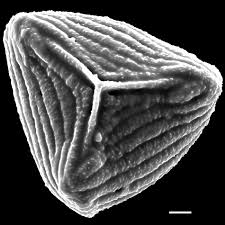 Image result for Anemiaceae