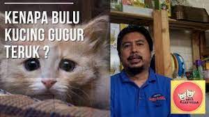 Gigitan kuku boleh menyiksakan kucing kerana bila terlampau gatal kucing akan menggaru menggunakan kuku dan menyebabkan bulu banyak keguguran dan bukan kutu yang berguguran. Kenapa Bulu Kucing Gugur Teruk Youtube