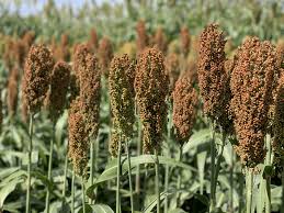 Image result for Sorghum