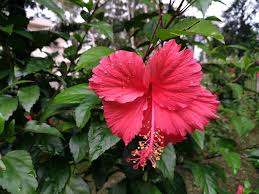 Check spelling or type a new query. Hibiscus Rosa Sinensis Rosa China Flor Roja Hibisco Hawaiano Shoeblackplant Flor De Malvaceae Flor De Trabajo Flor Piqsels