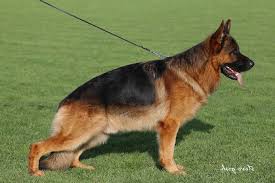 German shepherd dogs for sale in california. Lundborg Land German Shepherd Dogs