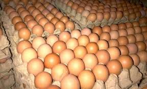 Memang, belum semua penangkar burung. Harga Telur Ayam Ras Anjlok
