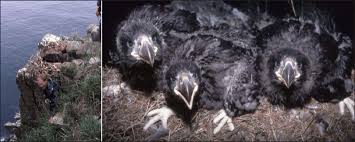 Therefore, people do this by culture the sea bird inside the empty house next to the sea. The Eagle Nest With 3 Nestlings At The Talan Island Sea Bird Colony Download Scientific Diagram