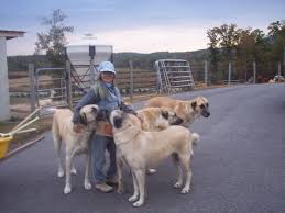 Anatolian Shepherd Dog Turkish Lion Kangal Turkish Mastif Kangal Dog Anatolian Shepherd Big Dog Breeds